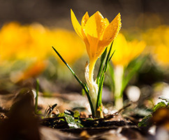 Banner Content Image: https://www.ctsgardensupplies.co.uk/images/banner/source/April.2Hp4W0QZVR.jpg?t=1789136466