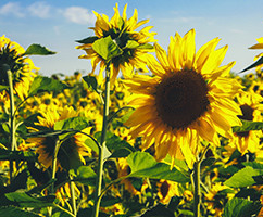 Banner Content Image: https://www.ctsgardensupplies.co.uk/images/banner/source/August.1v68JI9tvK.jpg?t=1789136466