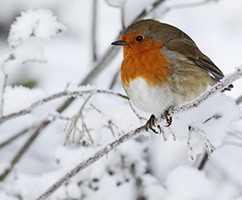 Banner Content Image: https://www.ctsgardensupplies.co.uk/images/banner/source/December.tW1n0691dO.jpg?t=1789136466