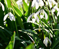 Banner Content Image: https://www.ctsgardensupplies.co.uk/images/banner/source/February.jG986pKy27.jpg?t=1789136466