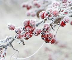 Banner Content Image: https://www.ctsgardensupplies.co.uk/images/banner/source/January.35My9mBNQu.jpg?t=1789136466