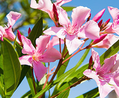 Banner Content Image: https://www.ctsgardensupplies.co.uk/images/banner/source/July.6F02Fw9Q82.jpg?t=1611855921