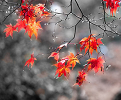 Banner Content Image: https://www.ctsgardensupplies.co.uk/images/banner/source/November.rRHBbTp53N.jpg?t=1789136466