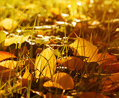 Banner Content Image: https://www.ctsgardensupplies.co.uk/images/banner/source/October.K8Jc139JkK.jpg?t=1789136466