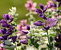 Banner Content Image: https://www.ctsgardensupplies.co.uk/images/banner/source/September.J6R1H12b3e.jpg?t=1789136466