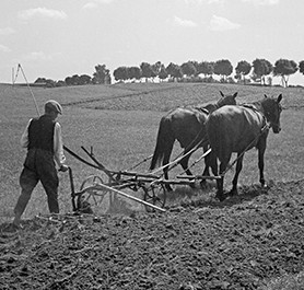 Farmer with horses and plough