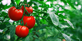 Tomatoes