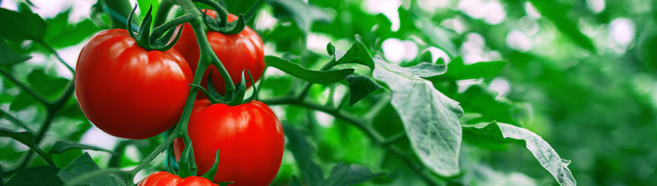 Tomatoes
